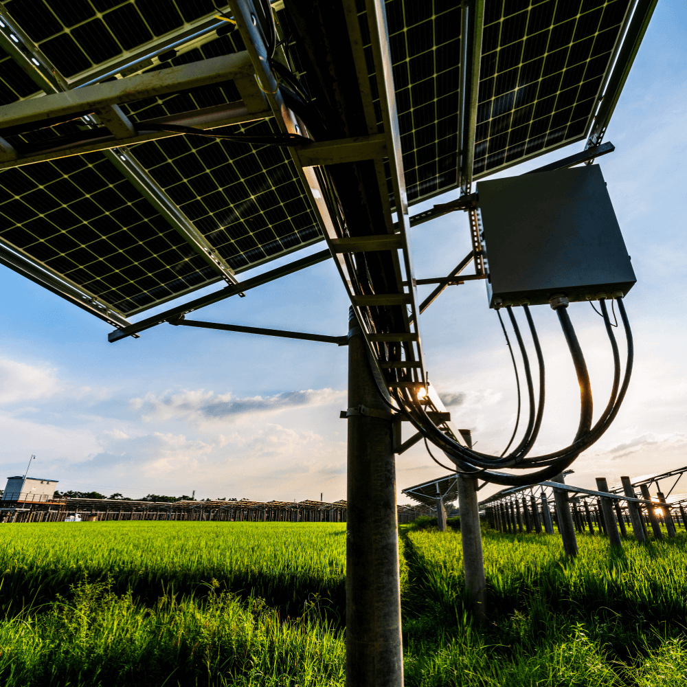 Blick auf die Rückseite von Photovoltaikmodulen mit Kabelanschlüssen auf einem Feld.